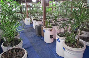 Special Indoor Plants