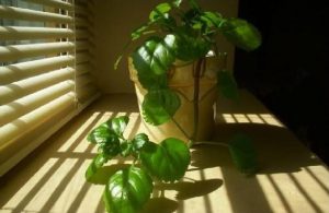 three-must-have-plants-featured